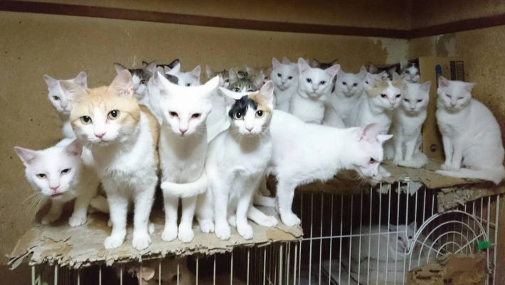 多頭崩壊の現場から