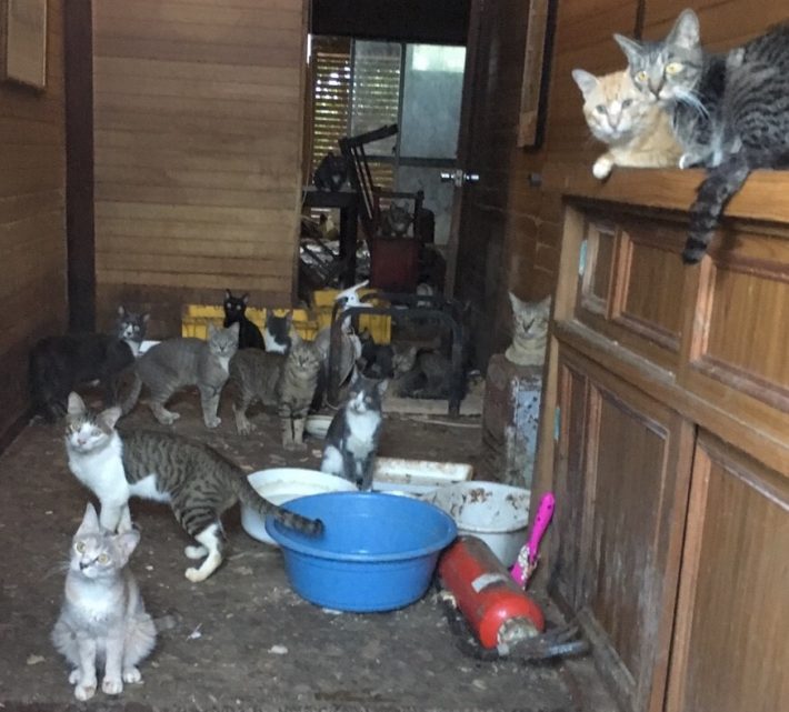 飼い主のいない犬と猫の医療費を支援する「ハナコプロジェクト」