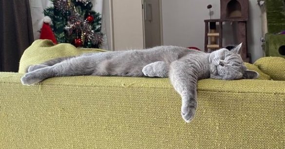 ソファの背もたれで寝るラズちゃん