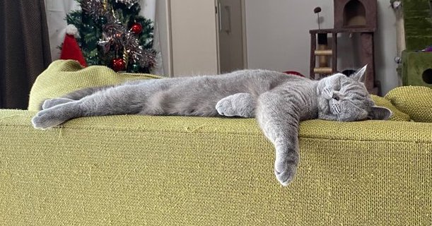 ソファの背もたれで寝るラズちゃん