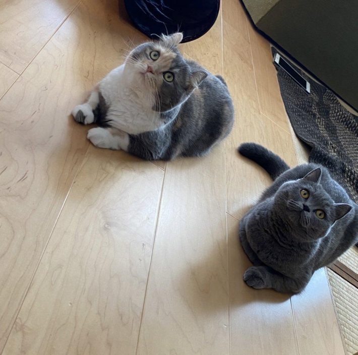 つかず離れずの2匹