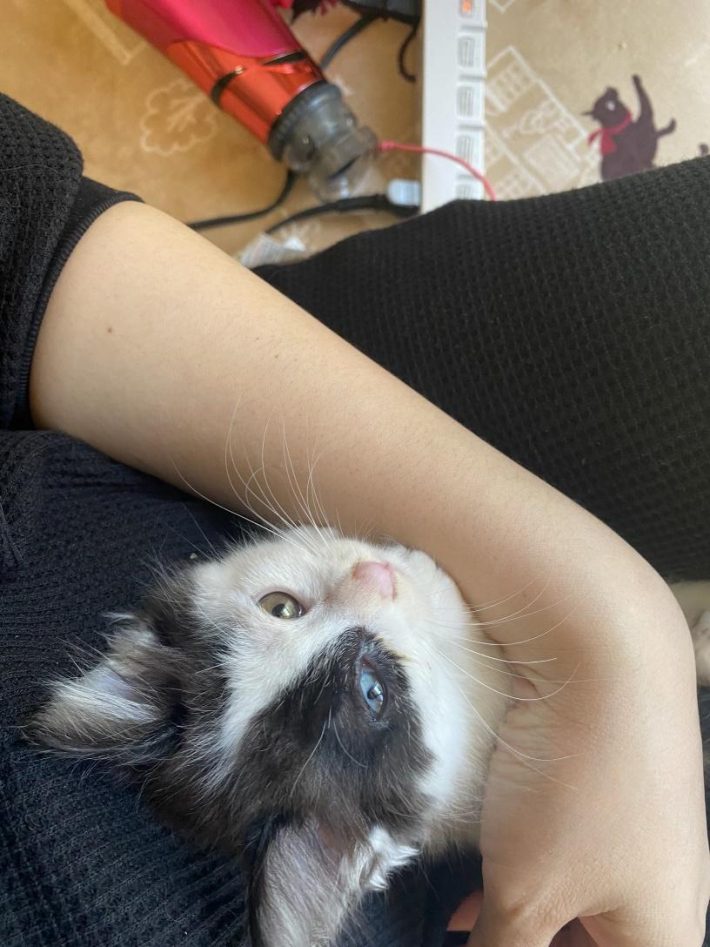 保護直後のコハクちゃん