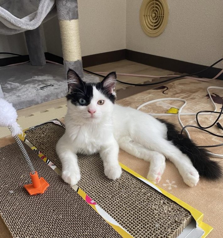 コハクちゃんと命名