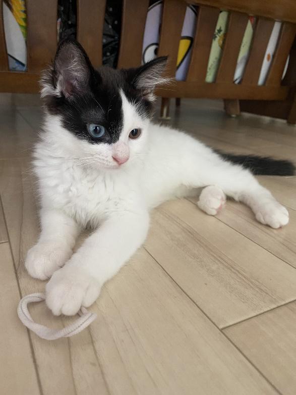 ほわほわの毛がかわいい