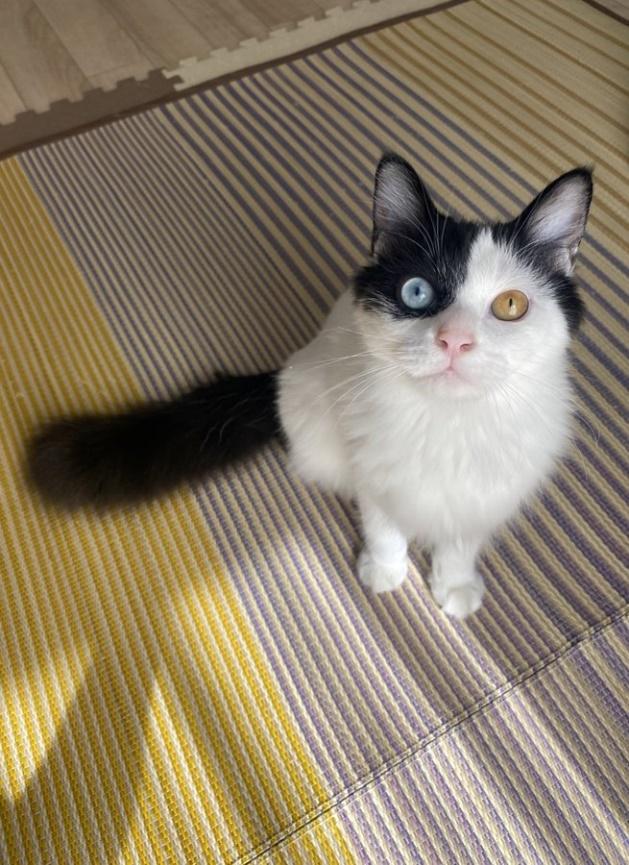 出迎えるコハクちゃん