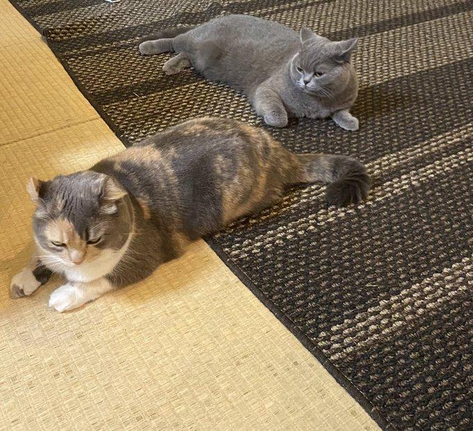 ドクターやナースのような存在