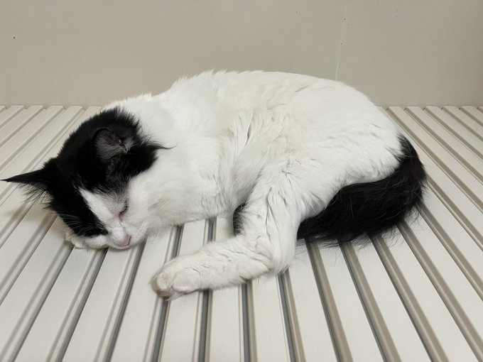 浴槽の蓋の上でスヤスヤ