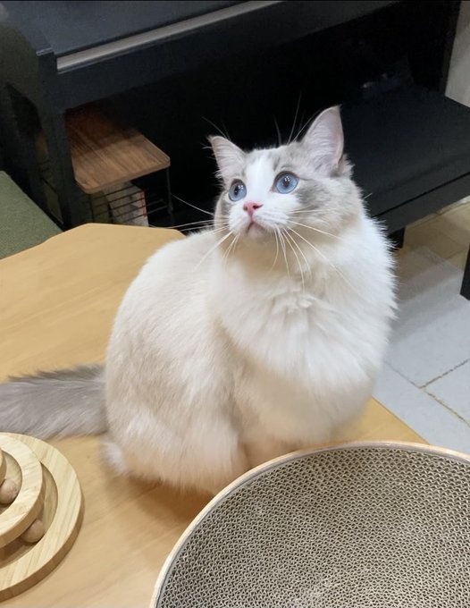 ラグドールのちまきちゃん