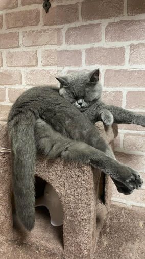 今日もひと仕事終えたにゃ～