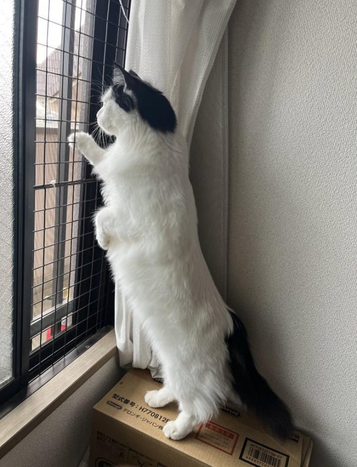 ニャルソックに励むコハクちゃん