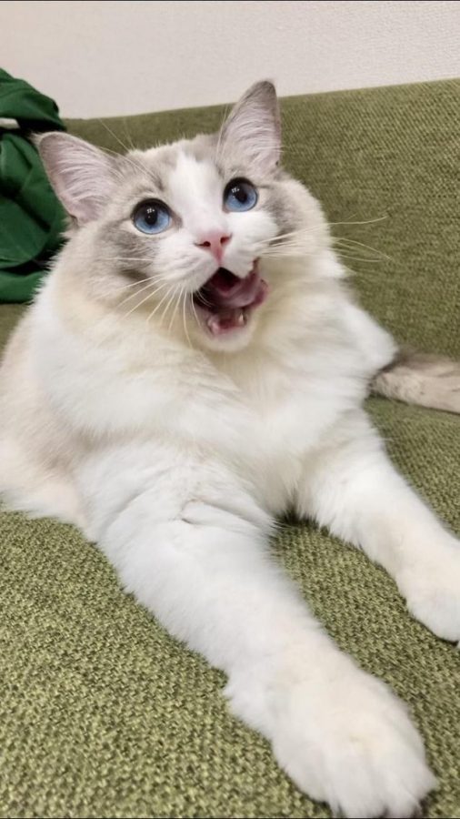 おてんばなちまきちゃん