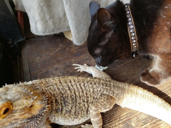 脱皮のお手伝い中