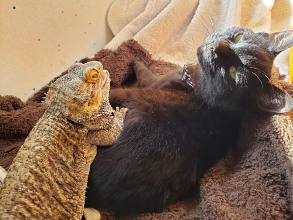 すずちゃんにのっかるレグくん