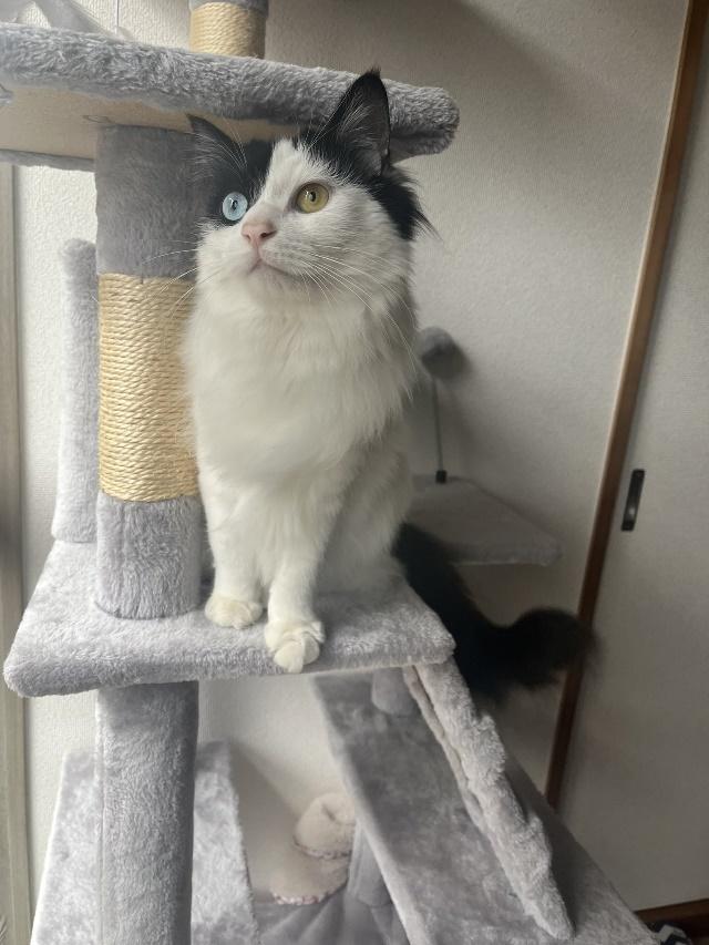 幸運をもたらしてくれたコハクちゃん