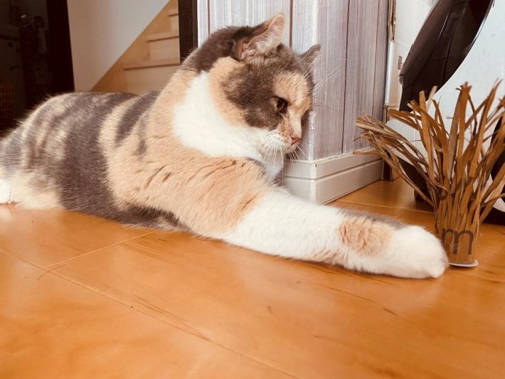 遊ぶの大好きムギちゃん