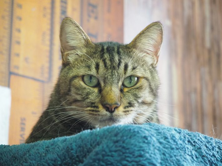 ネコリパブリック