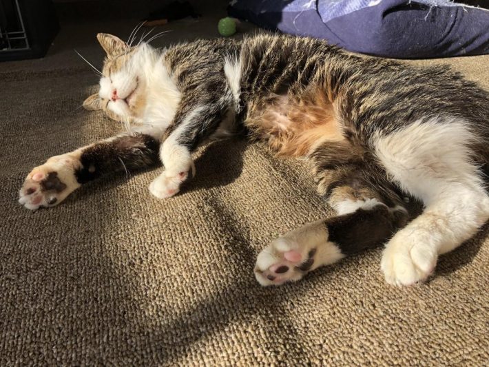 リラックスするタヌくん