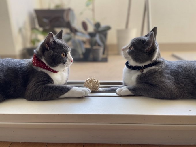 向かい合う仲良しさん