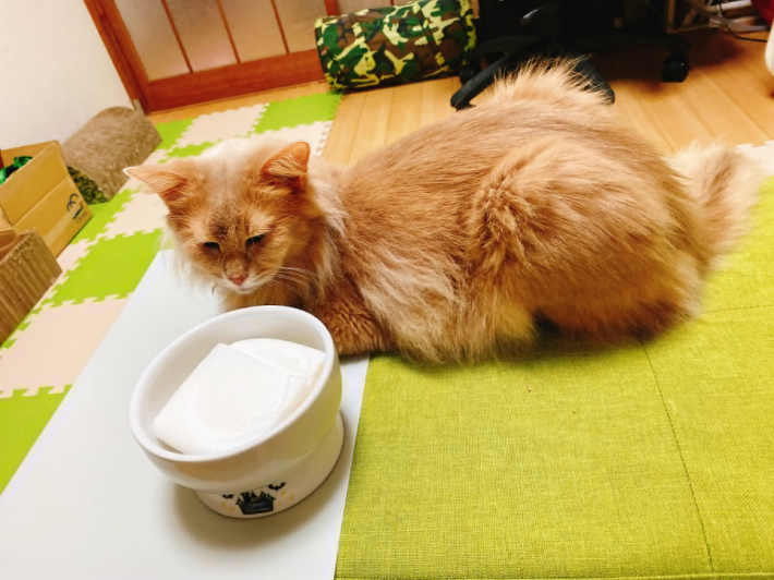 経過観察中のふぁん太