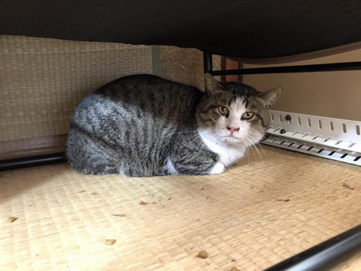 保護したタヌくん