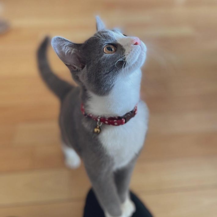 慎重派のごましおくん