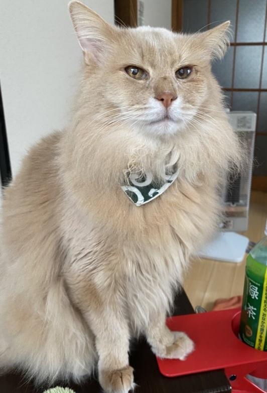 愛猫のふぁん太くん