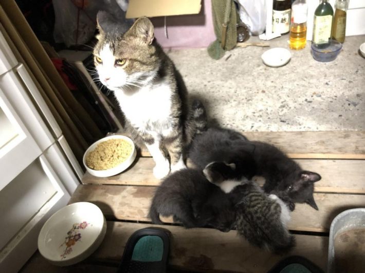 タヌくんと子猫たち
