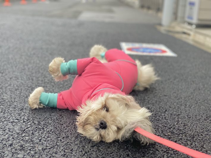 シーズー×ミニチュアダックスフンドのうーきーちゃん