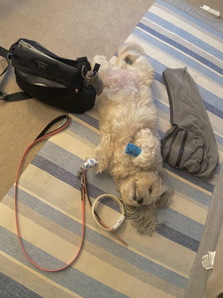 散歩や病院だとテンションが下がる