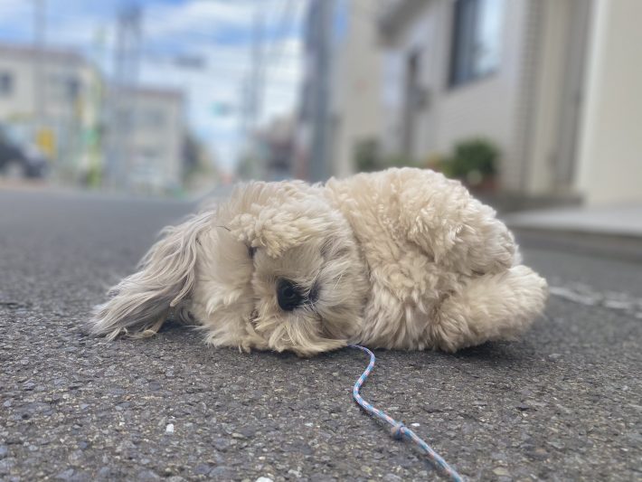 ある朝の散歩時