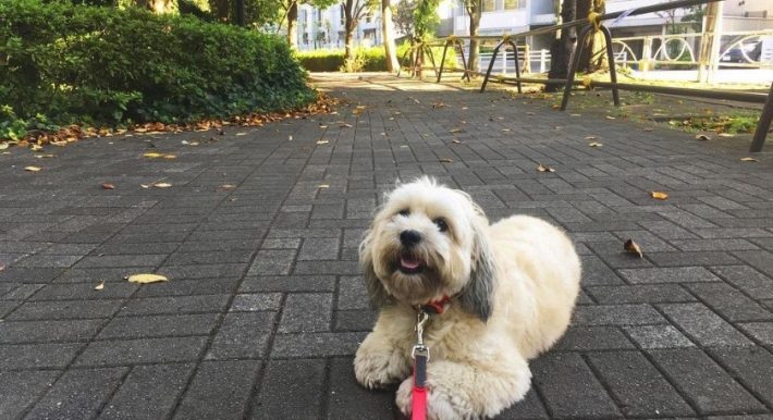 小さな頃からお散歩をボイコット