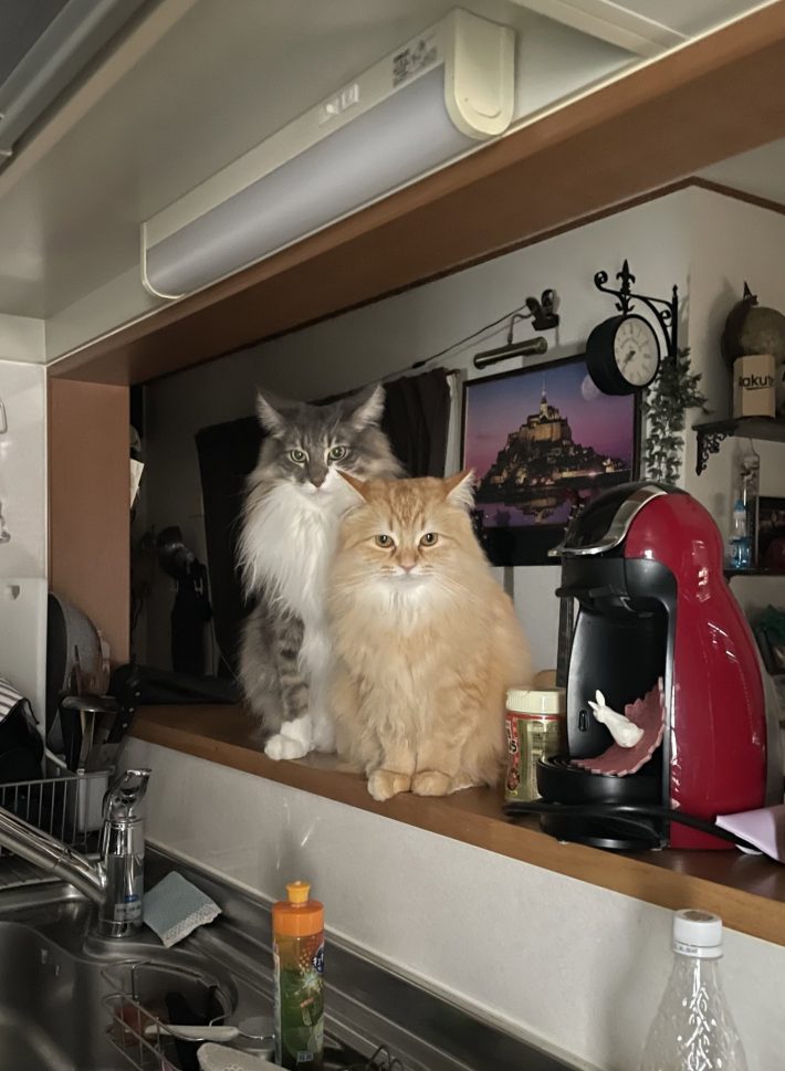 “猫圧”をかけながら朝ごはんを催促