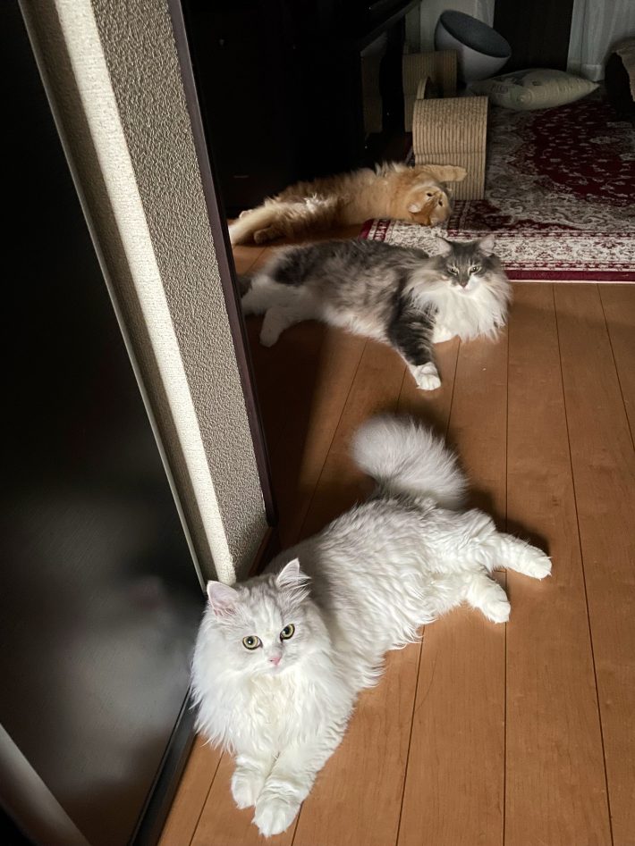 朝の“猫渋滞”の様子