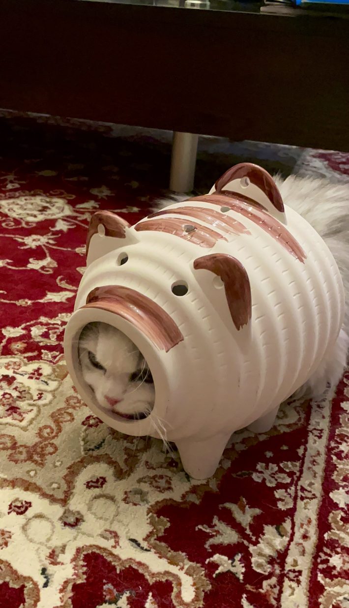 かわいさにノックアウトされる！