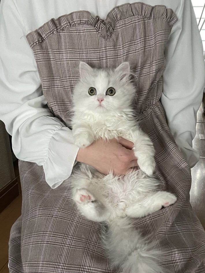 ペットショップで一目惚れ