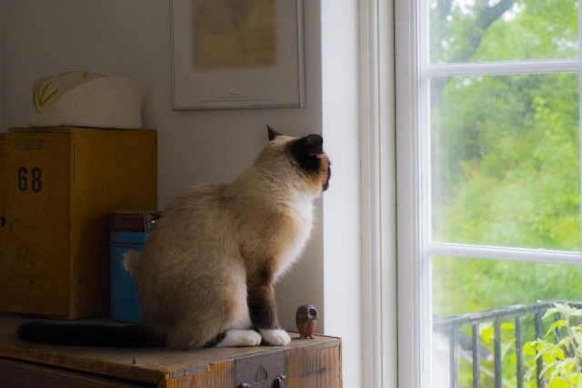猫　窓