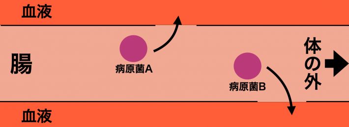 腸のバリア機能の図1