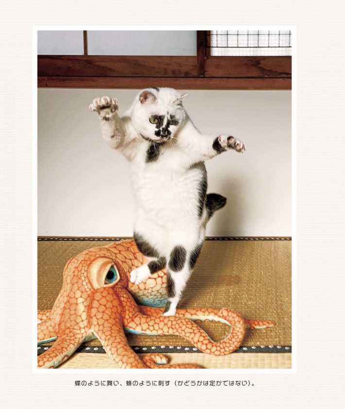 世絵之猫、現代にあらわる