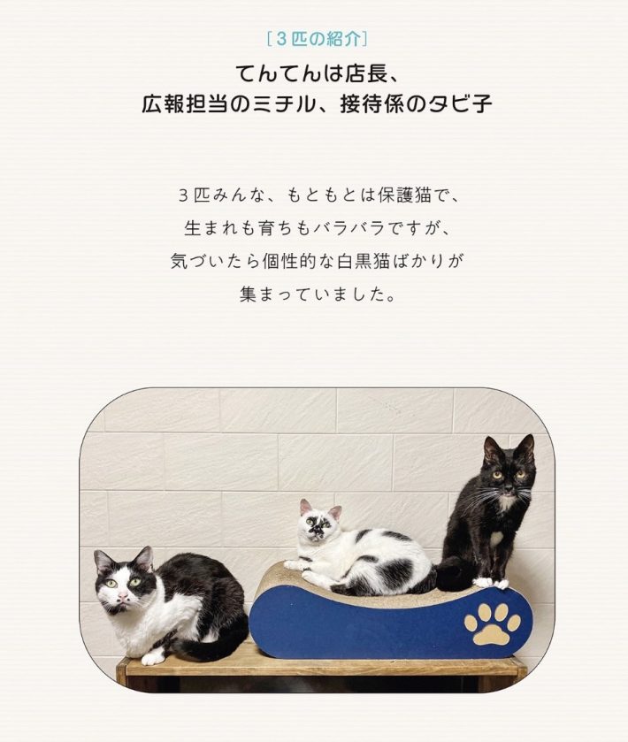 てんてん、ミチル、タビ子はこんな猫