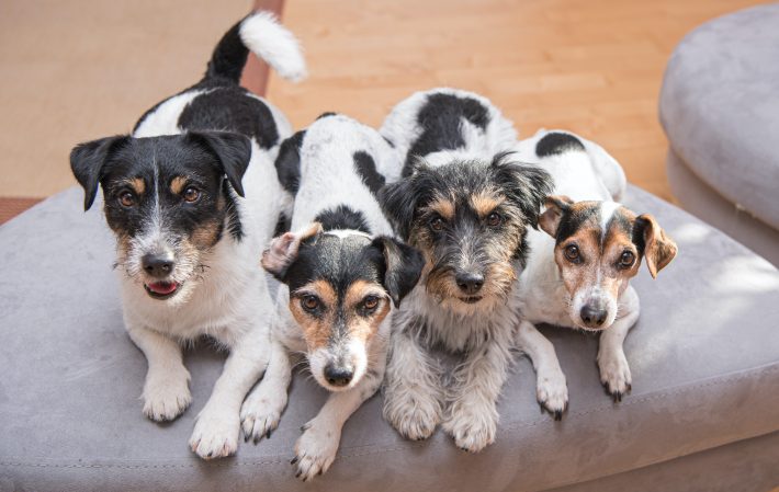 ドッグトレーニングを本格的に学びたい人におすすめの資格4選