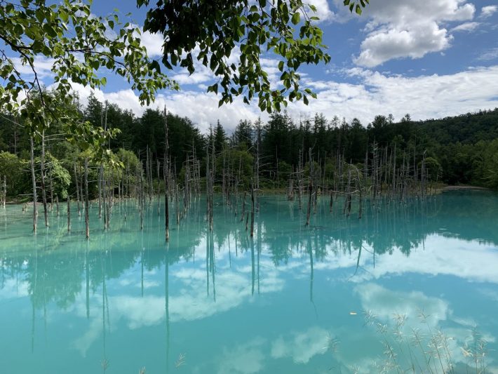 北海道美瑛町にある「青い池」（野沢さん撮影）