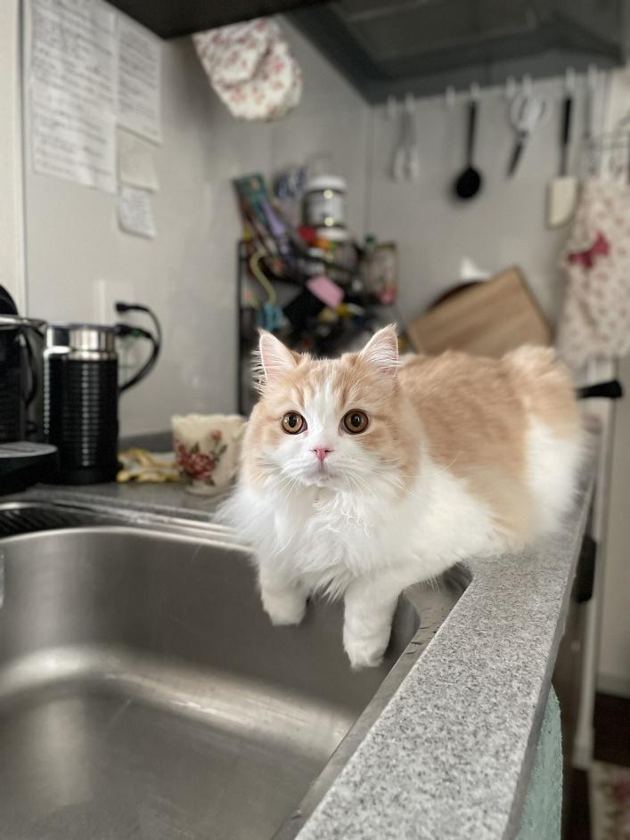 キッチンでご飯を待つのが、こなつ流