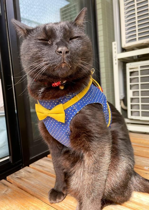 ベランダでのもずくくん