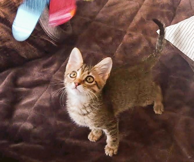 生後3ヶ月のもなちゃん