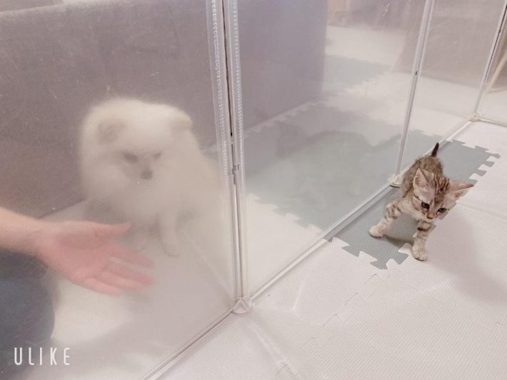 サークル越しのこめたくんとうにちゃん