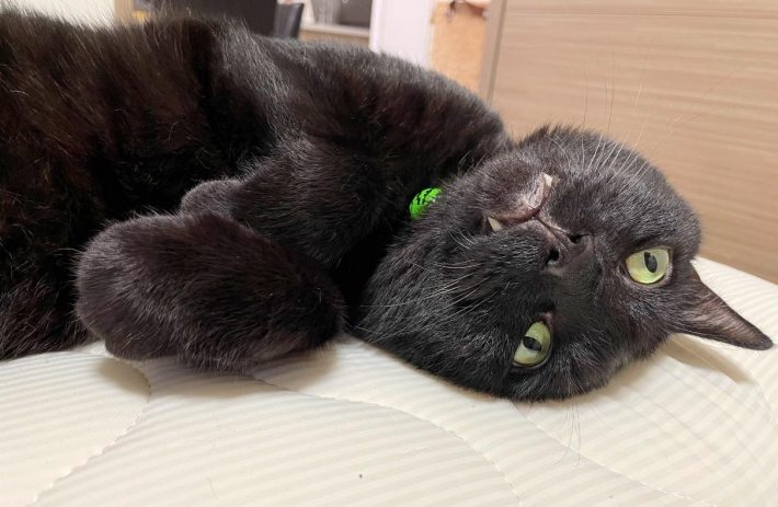 ごろんするもずくくん