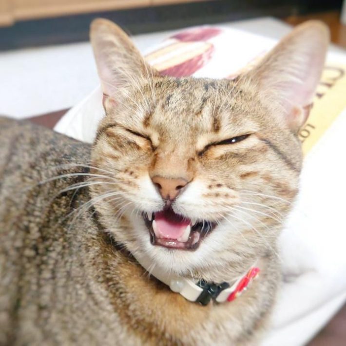 にゃっと言うもなちゃん