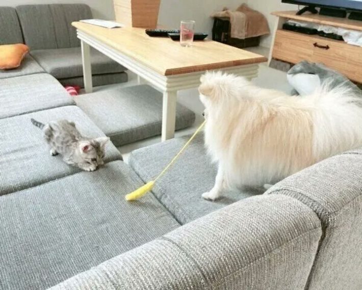 遊んであげているこめたくん