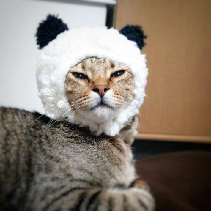 かぶりものをするもなちゃん