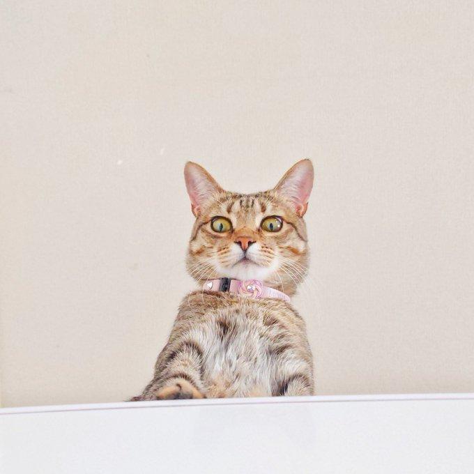 冷蔵庫の上からドヤ顔